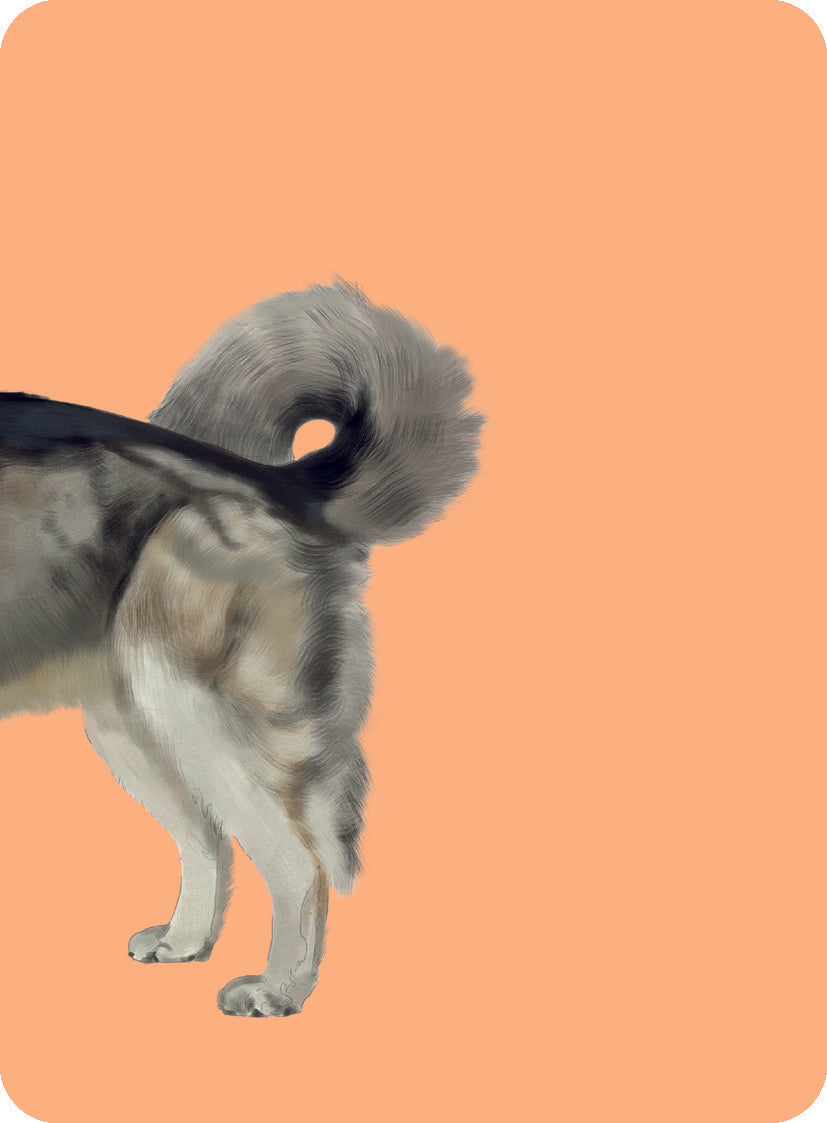 Heads & Tails: Dog Memory Cards - Match Up Iconic Dogs